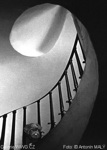Galerie WWG.CZ - Antonín Malý - Czech pes photo 2010